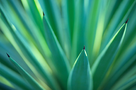 close up photography of green plant at daytime