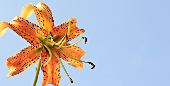 orange tiger lily flower selective focus photography