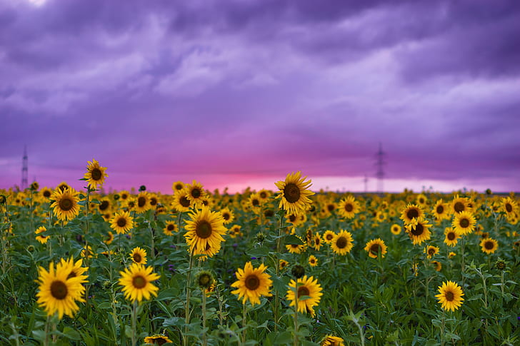 field of sunflowers under purple clouds