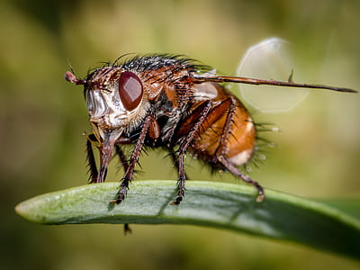 brown fly perching on green leaf plant in close-up photography