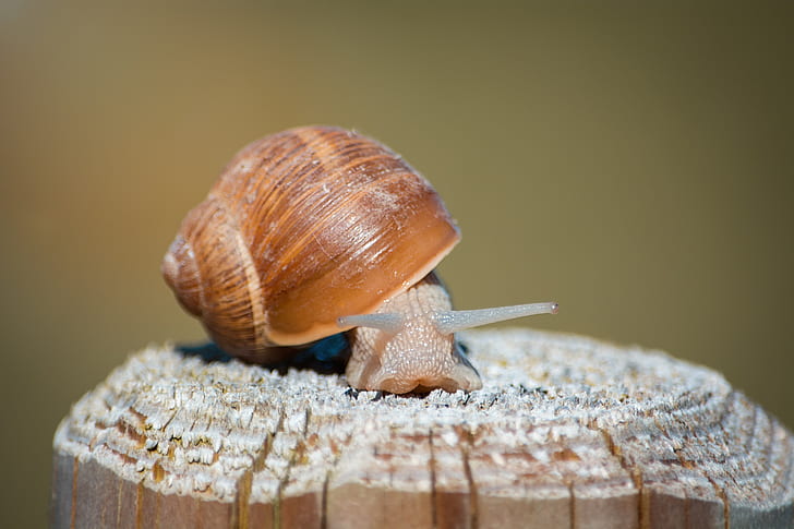 selective focus photography of snail on brown wooden post