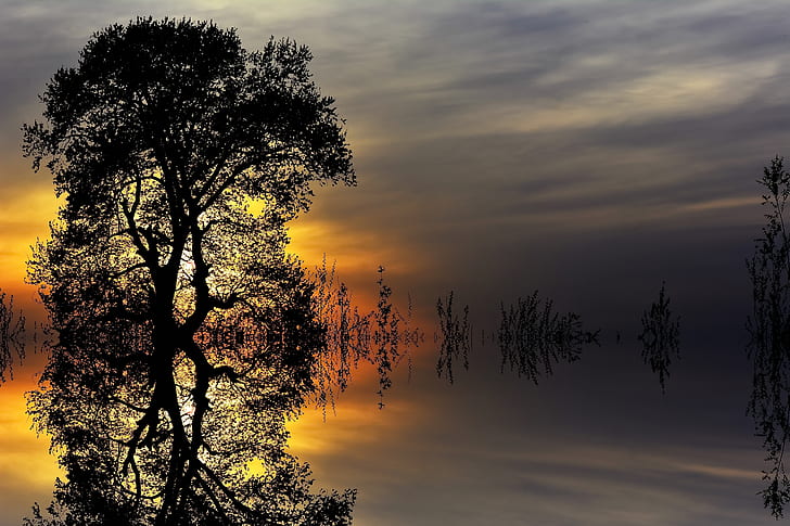 reflective photography of silhouette of tree