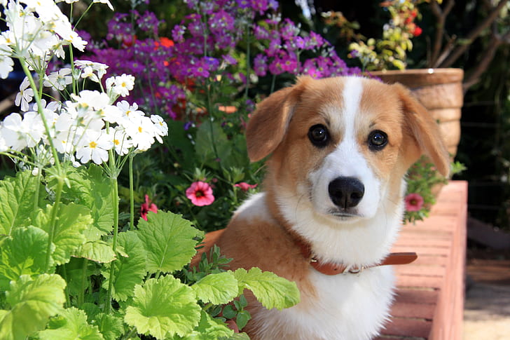 short-coated brown and white dog near flowers