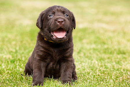brown short-coat puppy sitting on green grass