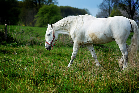 white horse eating green grass