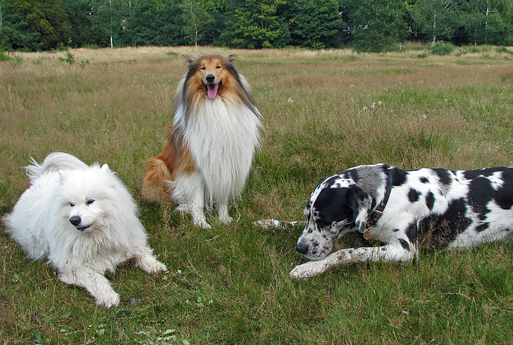 harlequin great dane, brown and white rough collie and white American eskimo on green grass during daytime