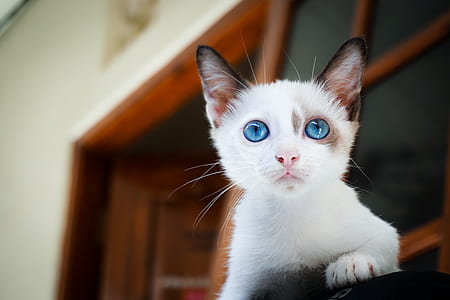 selective focus photography of white blue-eyes kitten