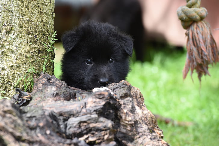 long-coated black puppy hiding on brown wood close-up photo during daytime