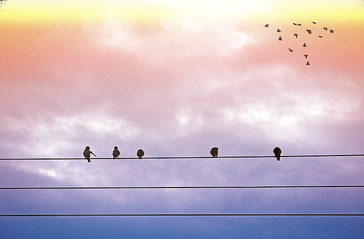 five birds on electric wires