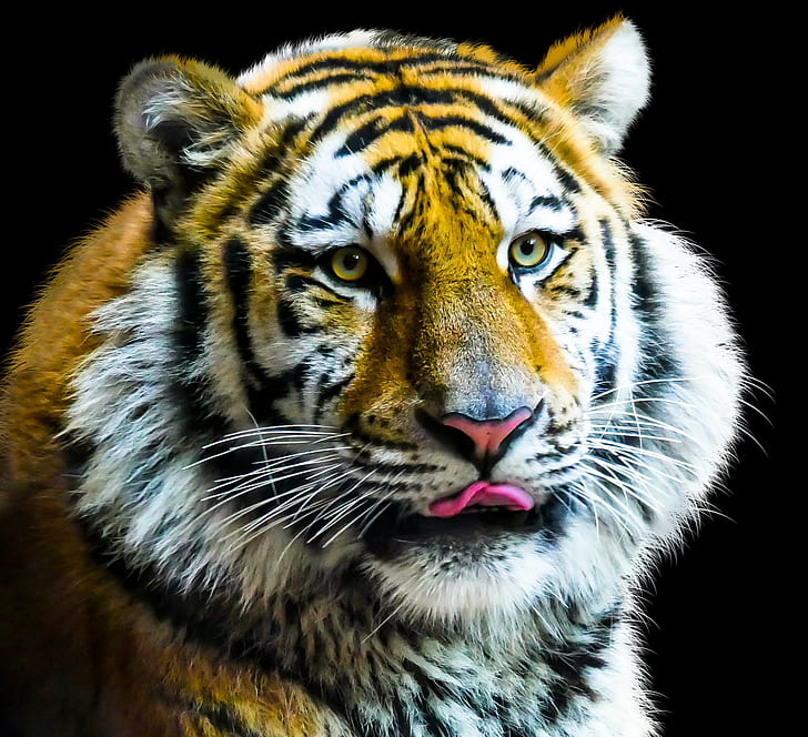 closeup photography bengal tiger