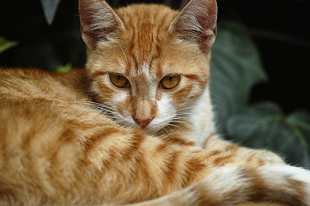 shallow focus photography of brown and white Tabby cat
