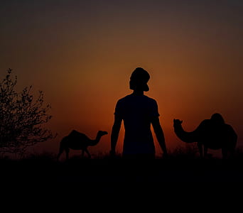 man and camel during golden hour