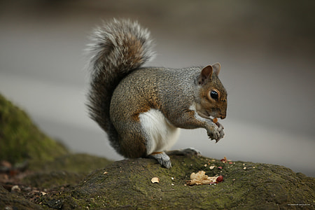selective focus photograph of eating squirrel