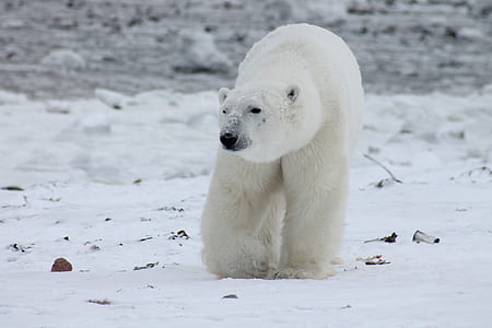 polar bear on snow covered land photo during daytime