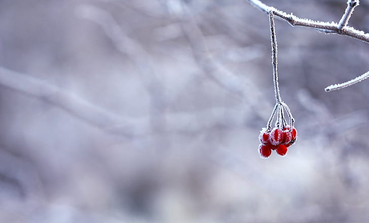 focus photography of red berries