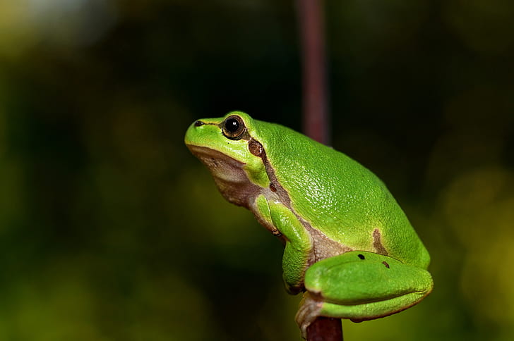 selective focus photography of green and brown frog