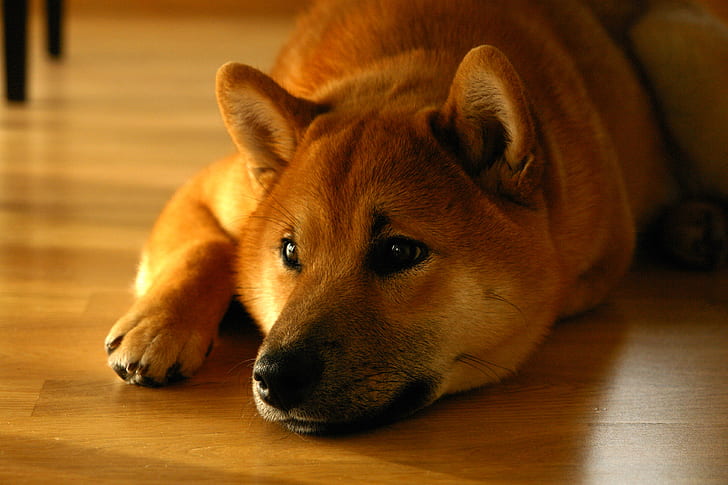 adult brown dog laying on brown wooden flooring