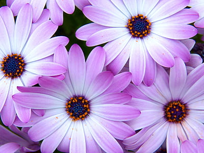 purple-and-white petaled flowers
