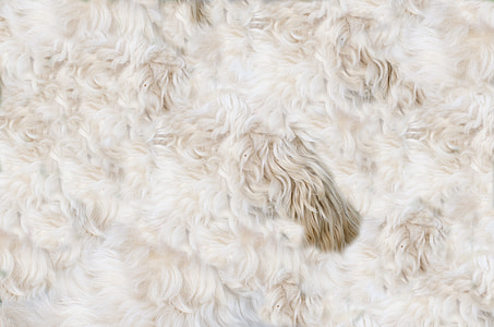 curly-coated white fur