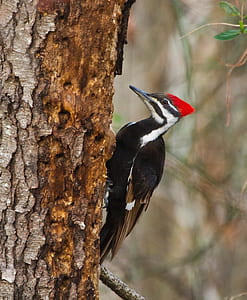 close-up photography of red-pileated woodpecker