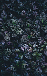 close up photo of purple and green leafed plants