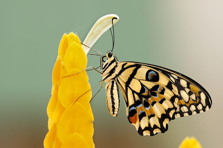 close-up photography of yellow and black butterfly on yellow petaled flower