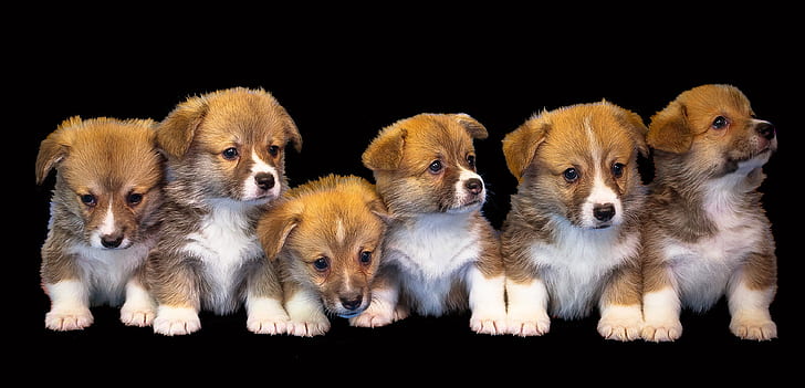 six brown puppies