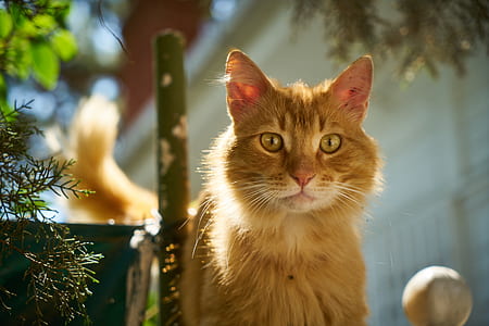 orange Tabby cat near green leafed plant