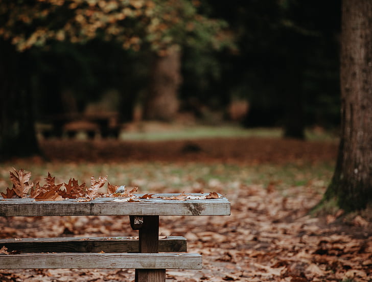 dried leaves on gray wooden bench