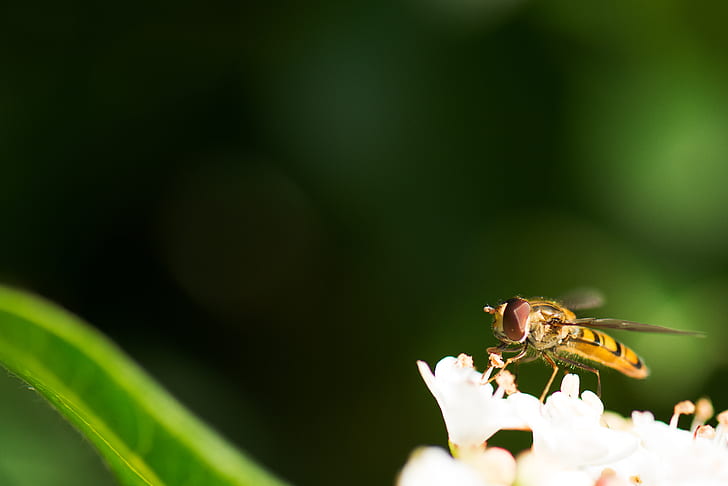 insect on white flowers in selective focus photography