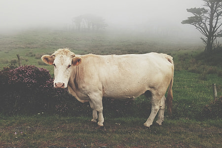 white cattle on grass field during daytime close up photo