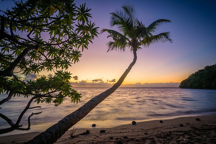 coconut palm tree on beach shoreline golden hour photography