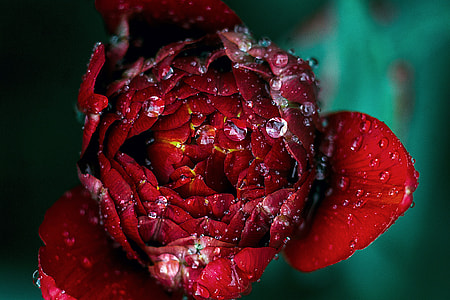 red flower with water droplets in macro photography
