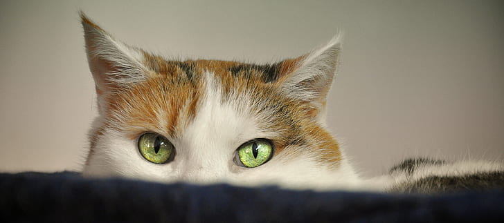 green-eyed brown and white cat