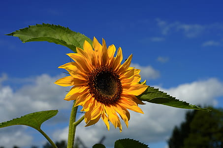 sunflower under blue sky at daytime