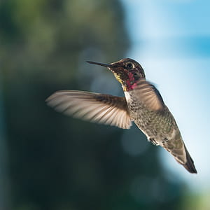 Close-up of Bird Flying