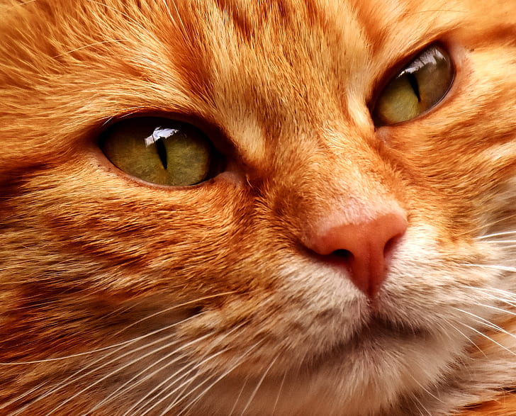 closeup photo of orange tabby kitten face