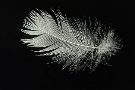white feather photo