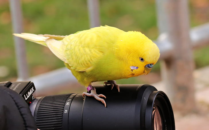 yellow parakeet on top of black Lumix DSLR camera