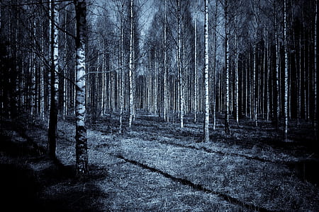 bare trees inside forest