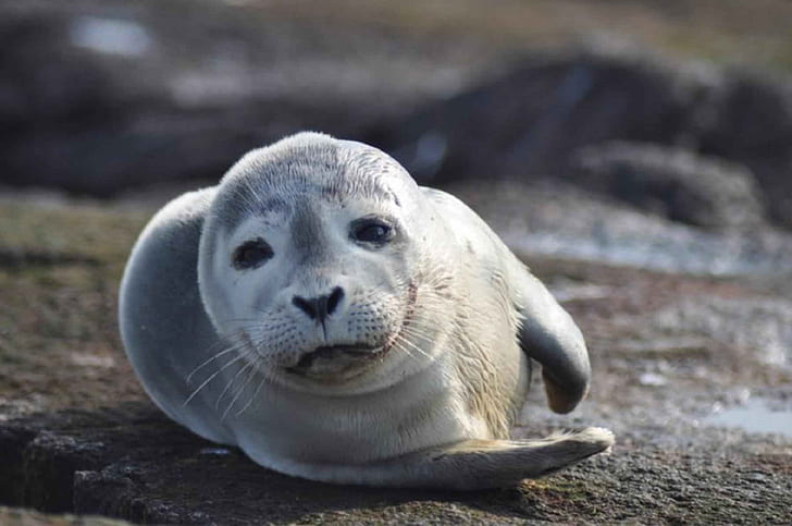 photo of gray sea lion
