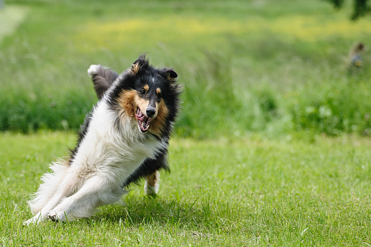 tricolor Rough collie running on green grass lawn