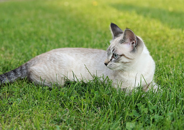 short-coated white and black cat laying on the grass
