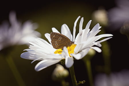 Brown Butterfly on Daisy