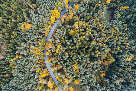 Lonely Road in Woods Aerial From Above