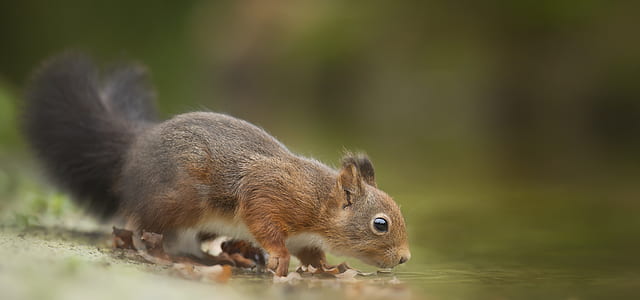 Close-Up Photography of Squirrel Drinking