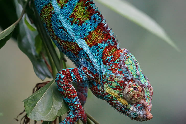blue and red cameleon