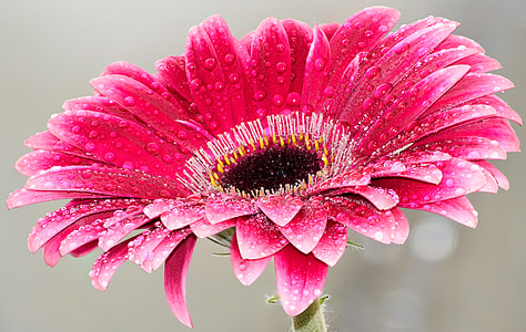 selective focus photography of pink Gerbera daisy flower with dewdrops
