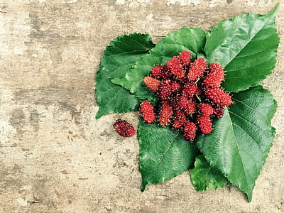 Red Fruit and Green Leaf