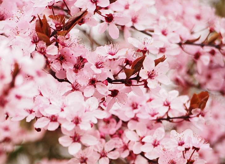 selective photography of pink cherry blosom